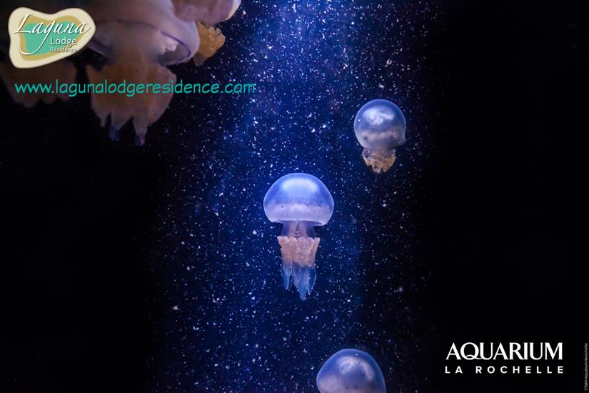 Jellyfish Aquarium La Rochelle nearby Laguna Lodge Résidence
