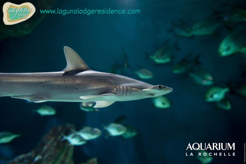 Shark Aquarium La Rochelle nearby Laguna Lodge Résidence