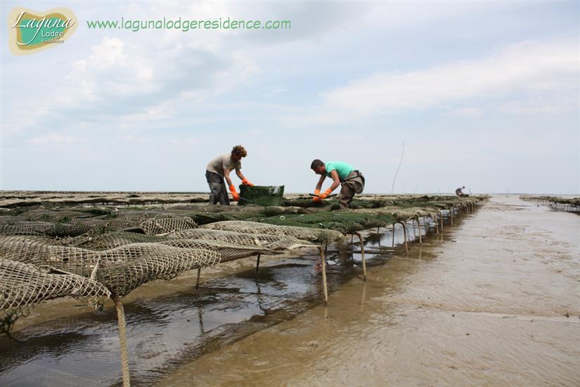 Oyster farmers on the route touristique des huîtres nearby Laguna Lodge Résidence on the Atlantic coast of France