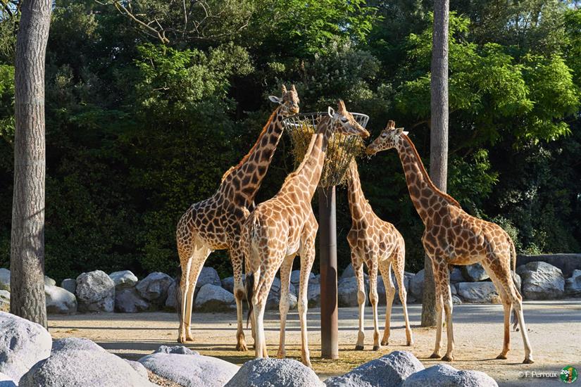 Giraffe to Zoo of La Palmyre near Laguna Lodge Résidence
