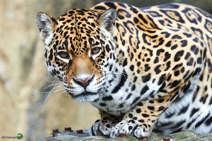 Jaguar to Zoo of La Palmyre near Laguna Lodge Résidence