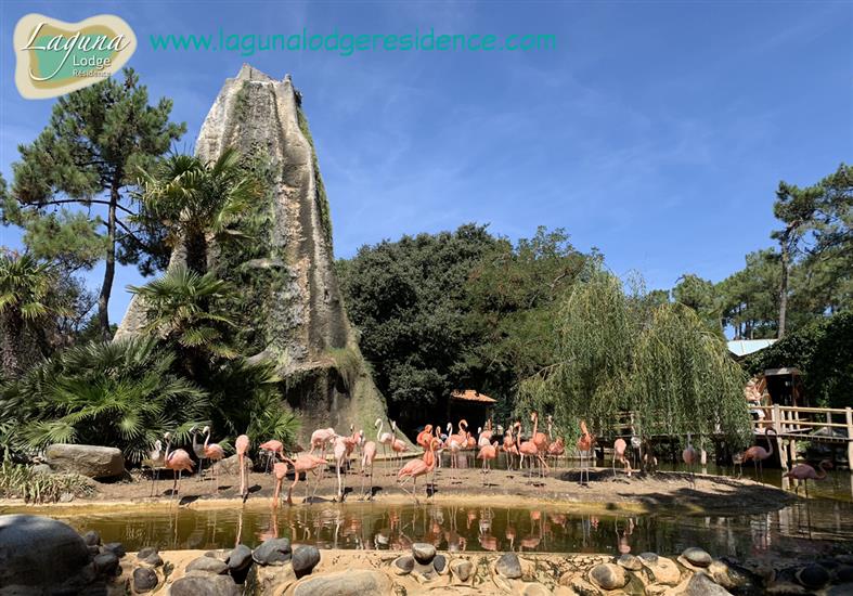 Flamingos Zoo de la Palmyre in der nahe von Laguna Lodge Résidence