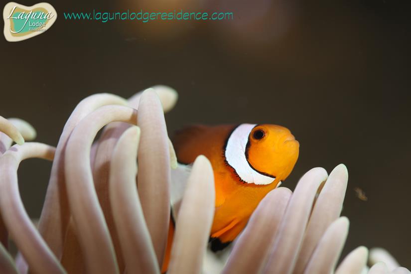 Clown fish Aquarium La Rochelle with family and children on the Atlantic coast of France